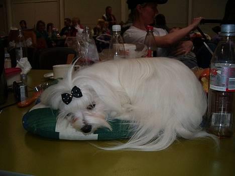 Malteser Donna nu med lille søster - Donna syntes nok bare det er trættende at være på udstilling billede 2