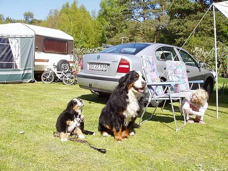 Berner sennenhund Tertzo´s Chicci 2006 - - det er skønt at være på camping  billede 11