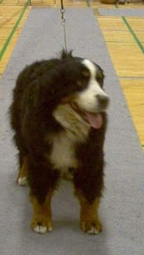 Berner sennenhund Tertzo´s Chicci 2006 - billede 12