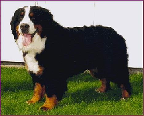 Berner sennenhund Tertzo´s Chicci 2006 - - her var jeg 5 år og i super stand billede 13