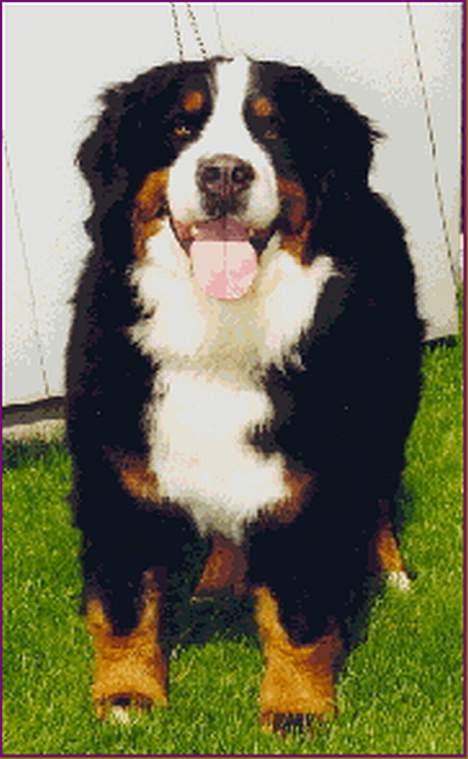Berner sennenhund Tertzo´s Chicci 2006 - - altid glad og frisk billede 14