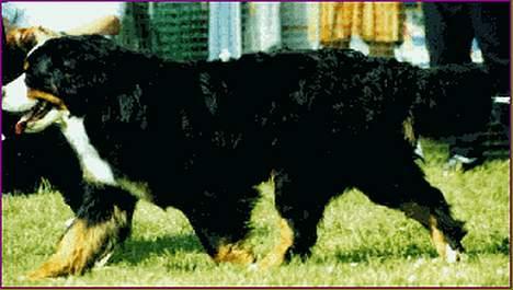 Berner sennenhund Tertzo´s Chicci 2006 - - så skal der løbes ........husk der skal strækkes helt ud billede 15