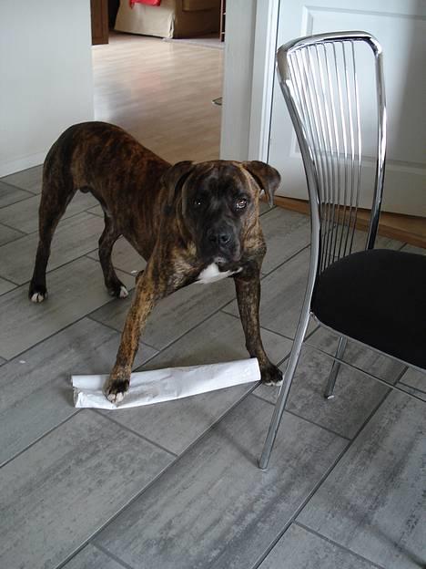 Amerikansk bulldog Buster - Ups, må jeg ikke det her? billede 3