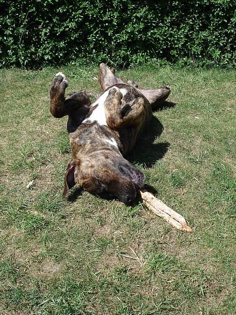Amerikansk bulldog Buster - Jeg trænger til sol på maven billede 4