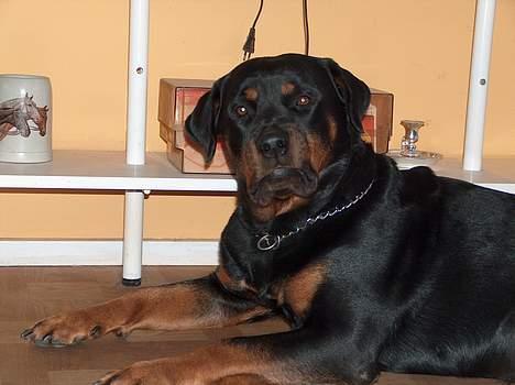 Rottweiler Gabi (Nellemann's Gerbara billede 11