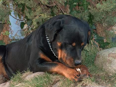 Rottweiler Gabi (Nellemann's Gerbara billede 12