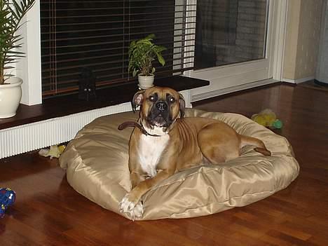 Amerikansk bulldog Tess - se min dejlige sækkestol min mor har syet billede 3