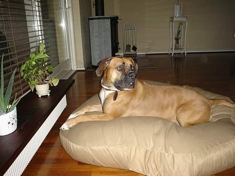 Amerikansk bulldog Tess - nej jeg har ikke spist din tøjbamse billede 5