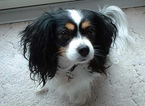 Blanding af racer Maggie - Velkommen til min profil (: Det er mig der er Maggie (: billede 1