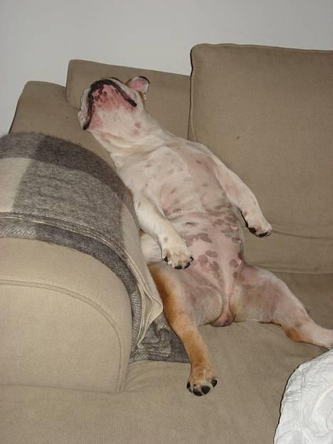 Engelsk bulldog Diva - "Hvor bliver min kolde øl af??" billede 2