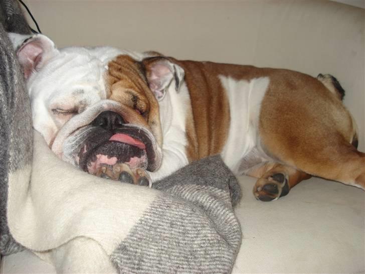 Engelsk bulldog Diva - "Jo jo, sleeping beauty kalder man mig" billede 4