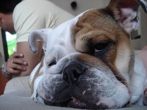 Engelsk bulldog Diva - "It´s hard to be so beatyfull" billede 5