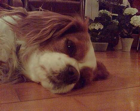 Cavalier king charles spaniel Frida billede 8