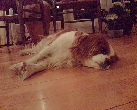 Cavalier king charles spaniel Frida - zZzZzzzzZZZzzzZzZ..... billede 9