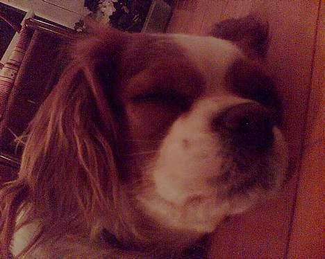 Cavalier king charles spaniel Frida - snooork billede 10