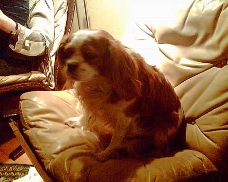 Cavalier king charles spaniel Frida billede 11