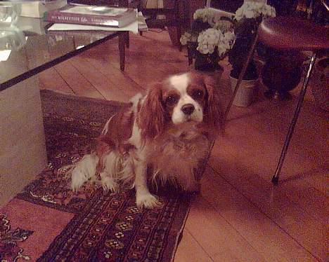 Cavalier king charles spaniel Frida - "må jeg iikke nok komme ud?" billede 12