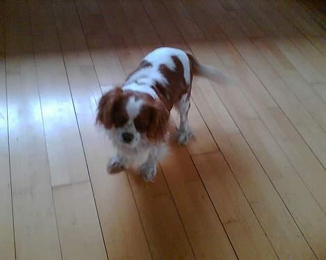 Cavalier king charles spaniel Frida billede 13