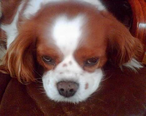 Cavalier king charles spaniel Frida - her ses hendes hjerte i panden så meget tydeligt billede 14