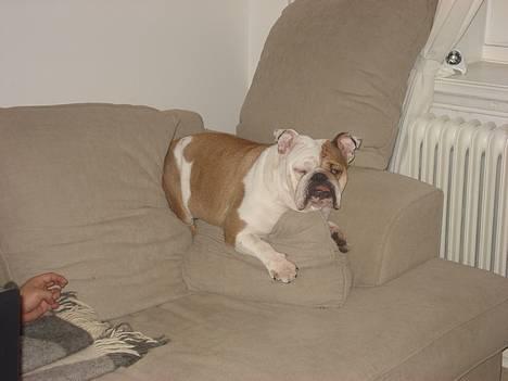 Engelsk bulldog Diva - "Lad mig nu sove, nu når jeg har fundet det perfekte sted at blunde lidt!!" billede 7