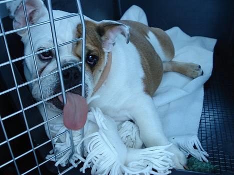 Engelsk bulldog Diva - "Jeg ligger lige min tunge her.... Den er bare SÅ tung" billede 8