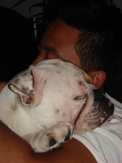 Engelsk bulldog Diva - "Jeg eeeelsker at sove oppe på far" billede 9