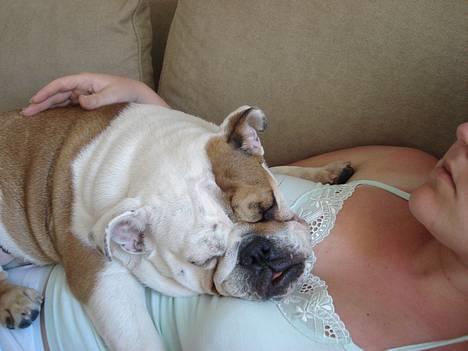 Engelsk bulldog Diva - ZzzZZZzzz.... Næsten som en vandseng..!! billede 10