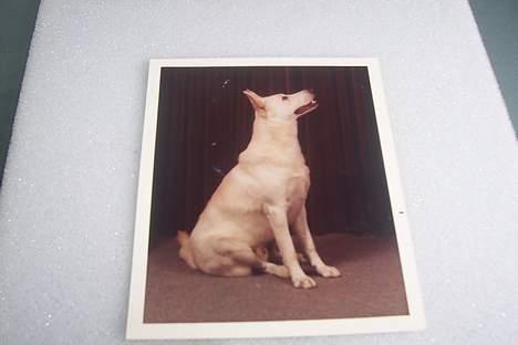 Hvid schæfer Mickie - en lille model jo.  billede 5