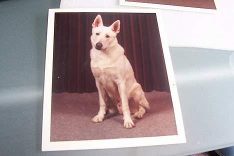 Hvid schæfer Mickie - så´smuk. billede 6