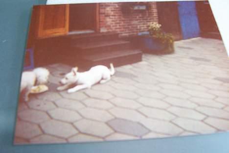 Hvid schæfer Mickie - baby billede 7