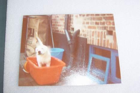 Hvid schæfer Mickie - bader (= billede 8