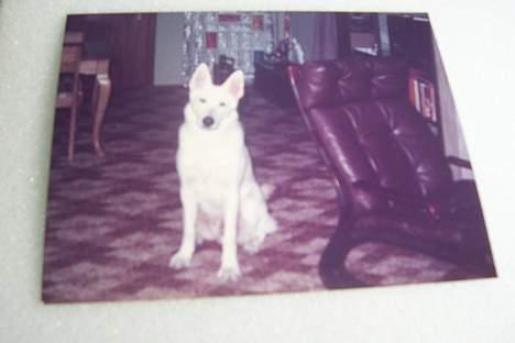 Hvid schæfer Mickie - (L) billede 9