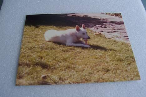 Hvid schæfer Mickie - vil aldrig glemme dig. billede 10