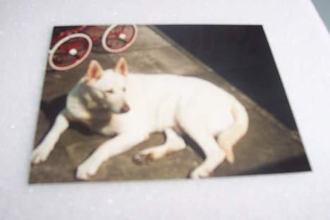 Hvid schæfer Mickie - du´sød. billede 11