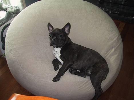 Fransk bulldog Boomer - Far´s sækkestol, der hurtigt blev min.. billede 1