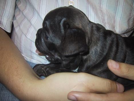 Fransk bulldog Boomer - Her er jeg 7 uger gammel, og sidder trygt ved far. billede 2