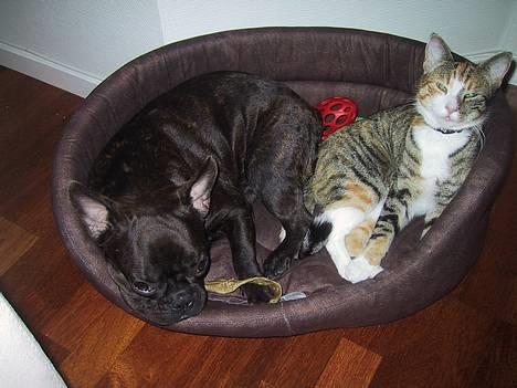 Fransk bulldog Boomer - Kurven er lige stor nok til min lille søster og jeg.. billede 3