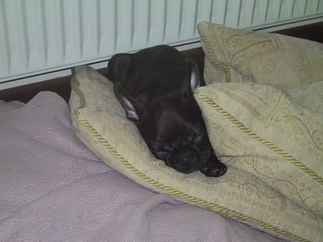 Fransk bulldog Boomer - Min ynglins beskæftigelse.. billede 4