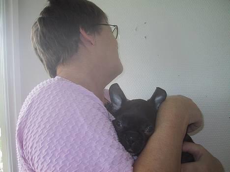 Fransk bulldog Boomer - Mormor holder mig lige, mens vi flytter ind i vores nye store hus. billede 6