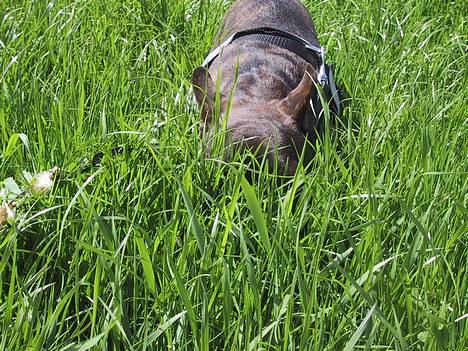 Fransk bulldog Boomer - Hvis jeg stikker hovedet helt ned i græsset,kan de ikke finde mig. billede 7