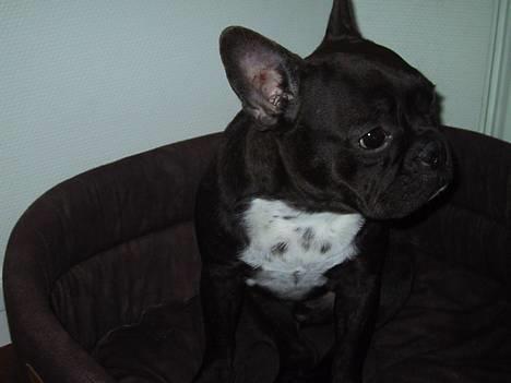 Fransk bulldog Boomer - Hvor nuttet er jeg lige.. billede 9