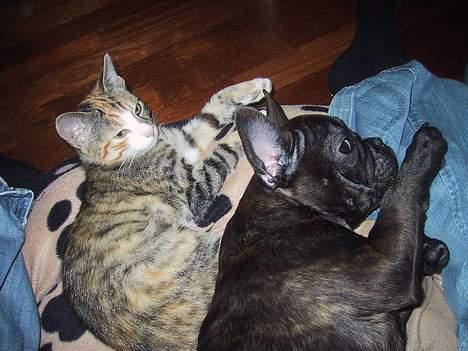 Fransk bulldog Boomer - Vi putter sammen hverdag. billede 12