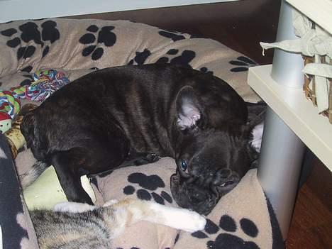 Fransk bulldog Boomer - Snork, Snork. billede 13