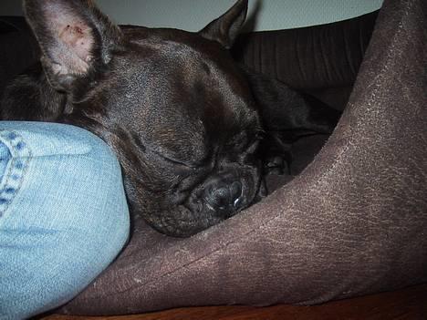 Fransk bulldog Boomer - Snork snork billede 14