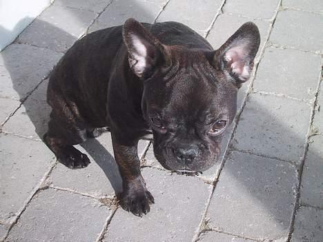 Fransk bulldog Boomer - Jeg skal lige vænne mig til at være udenfor. billede 16