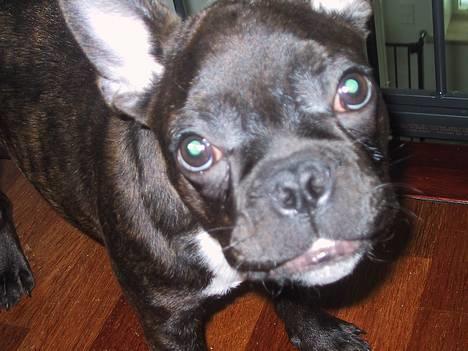 Fransk bulldog Boomer - Der er da ikke nogle der kan stå for mig. billede 18