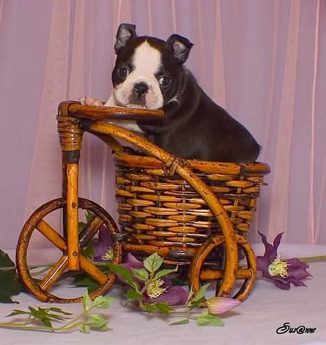 Boston terrier Please, Don`t Tease -  5 uger..og er en lille spillopmager, er hun.  billede 8