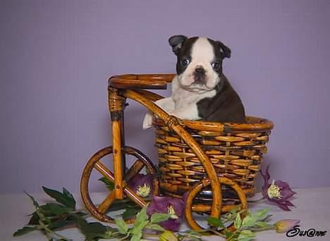 Boston terrier Please, Don`t Tease billede 9