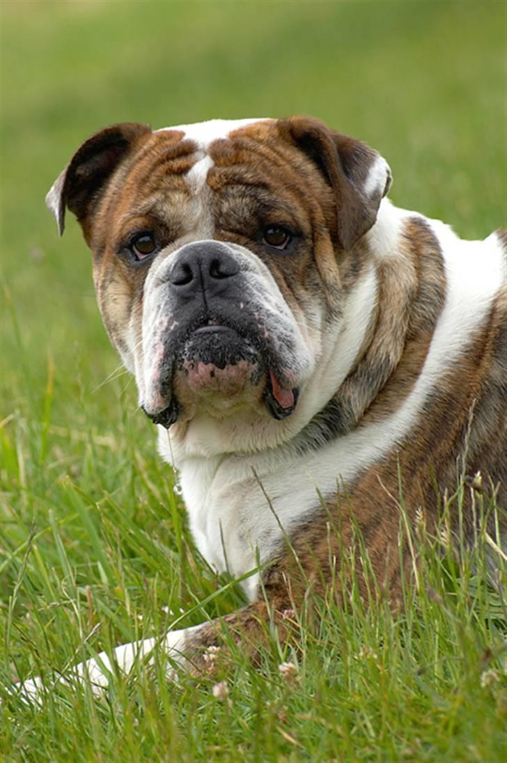 Olde english bulldogge Mr. Møller - Velkommen til Mr. Møllers hjørne på HG.     billede 1