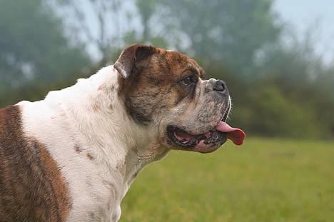 Olde english bulldogge Mr. Møller - |*Tosafoto*| billede 2